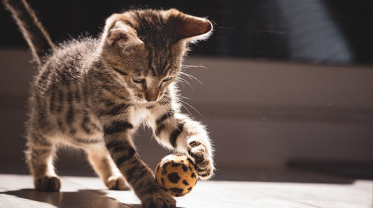 Why Toys Are Essential for Your Cat’s Health and Happiness