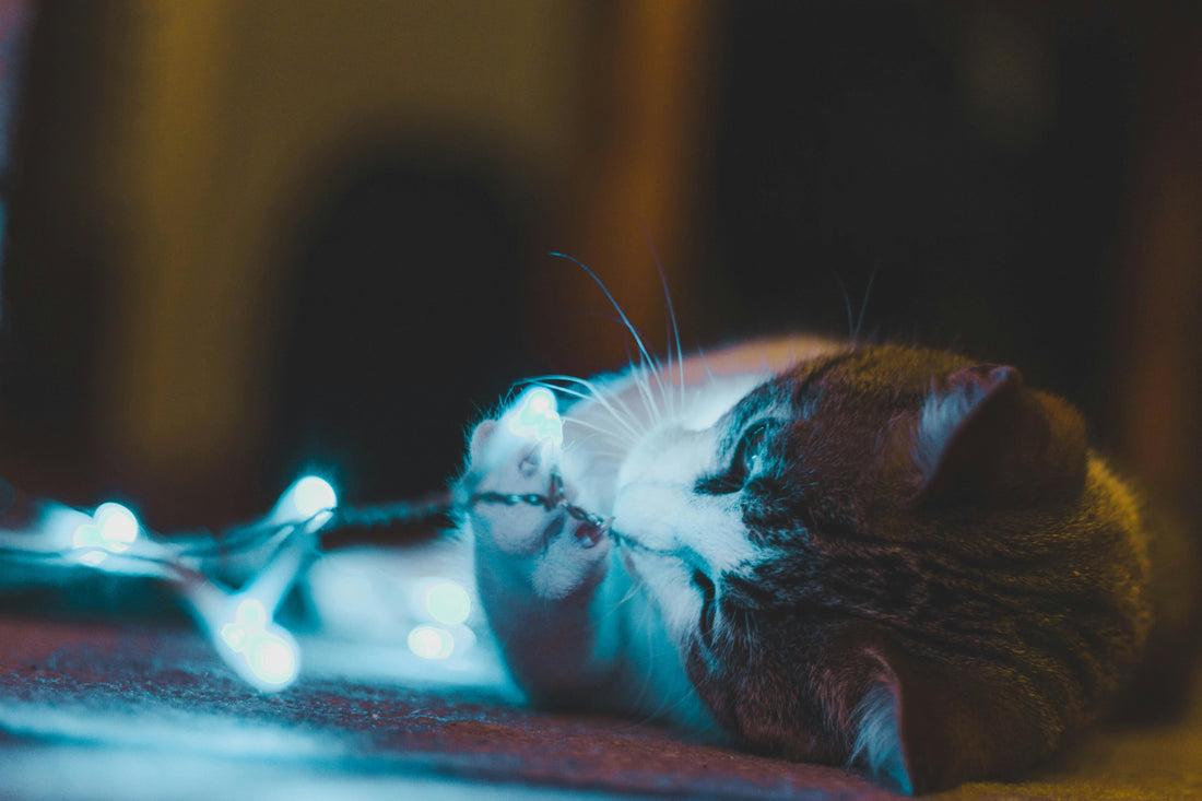 5 Essential Benefits of Interactive Toys for Indoor Cats