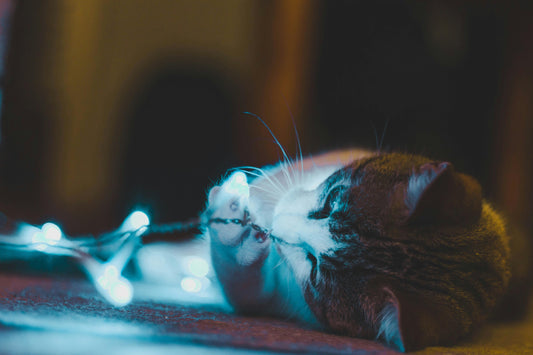 5 Essential Benefits of Interactive Toys for Indoor Cats